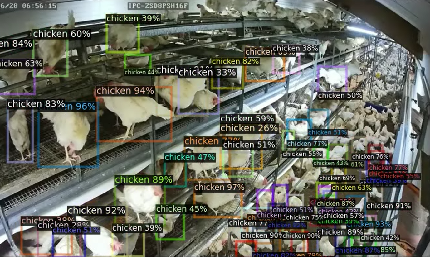 Chicken Detection Output